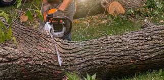 Best Commercial Tree Services  in Perry Park, CO