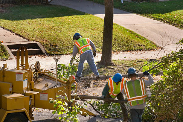 Reliable Perry Park, CO Tree Services Solutions