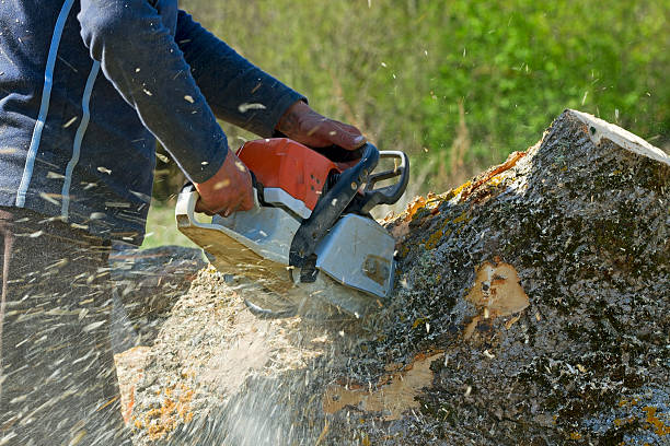 Best Aeration Services  in Perry Park, CO